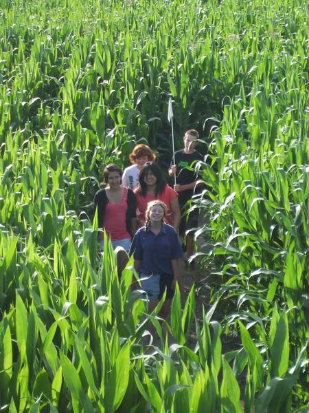 Maize maze